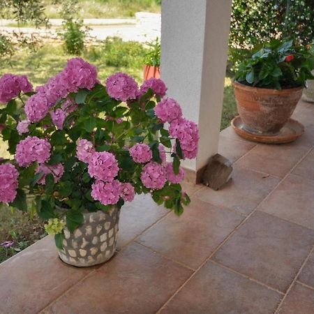Angela Apartment Novigrad  Bagian luar foto