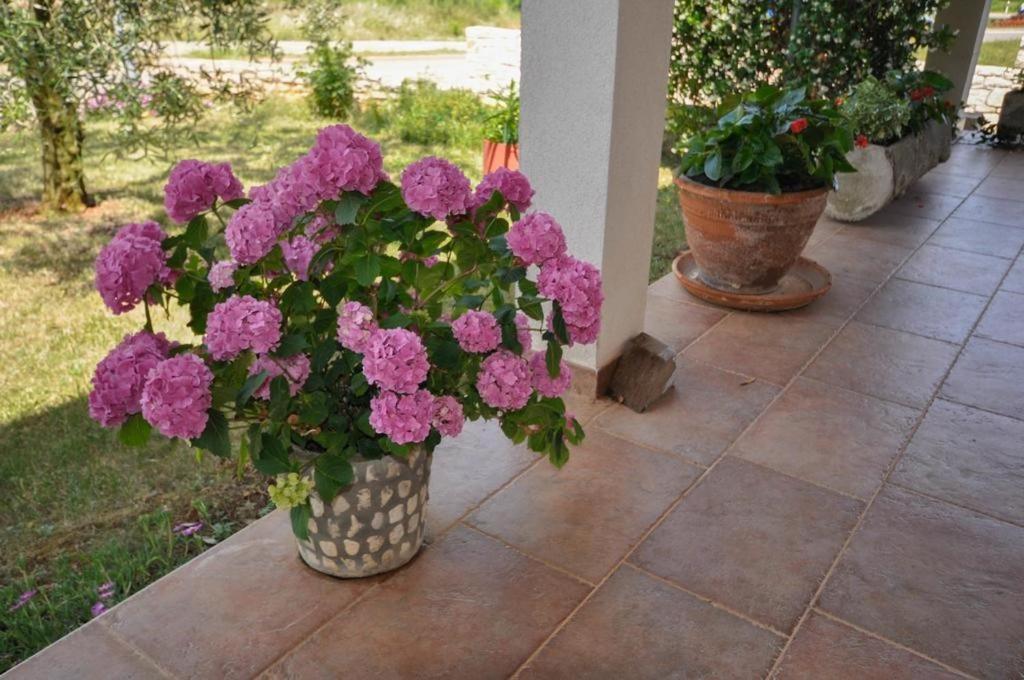 Angela Apartment Novigrad  Bagian luar foto