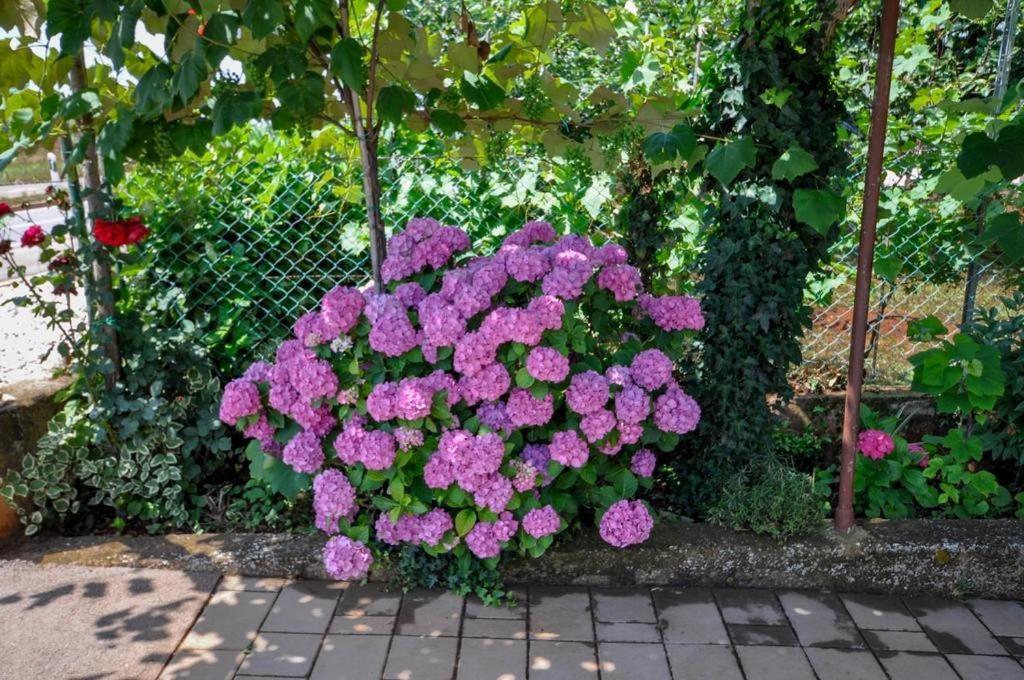 Angela Apartment Novigrad  Bagian luar foto